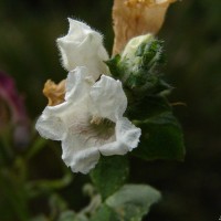 Strobilanthes anceps Nees